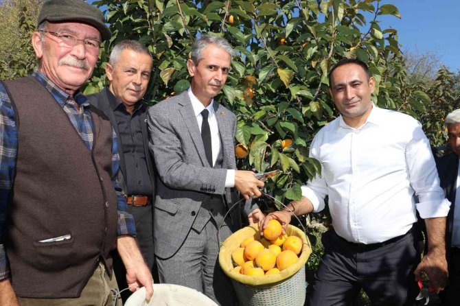 Toroslar’da Trabzon Hurmasının İlk Hasadı Yapıldı