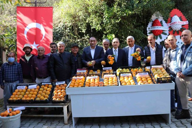 Toroslar’da Trabzon Hurmasının İlk Hasadı Yapıldı