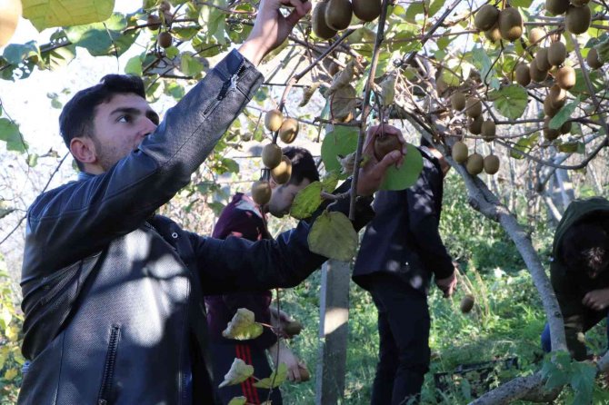 Omü’de Uygulamalı Eğitimde Hasat Zamanı