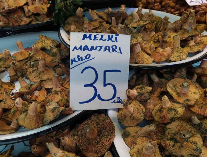 İ̇nsanlar Zehirli Sanıp Korkuyor, Faydaları Saymakla Bitmiyor