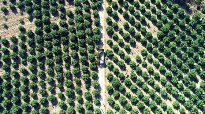 Adana’da Portakal Hasadı Sürüyor
