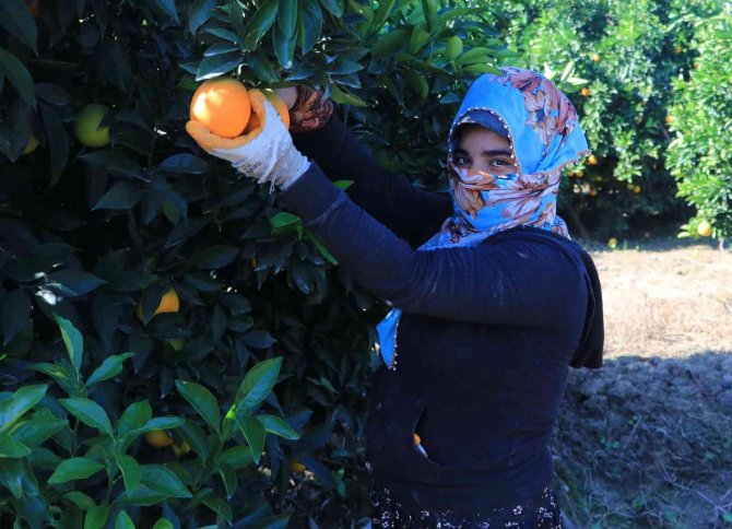 Adana’da Portakal Hasadı Sürüyor