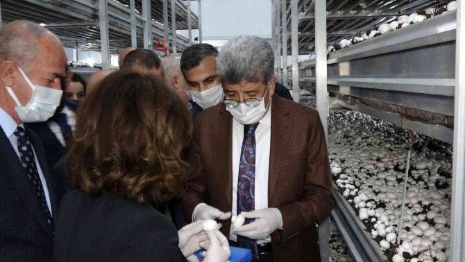 Van’da Kurulan Tesiste Yıllık Bin 500 Ton Mantar Üretiliyor