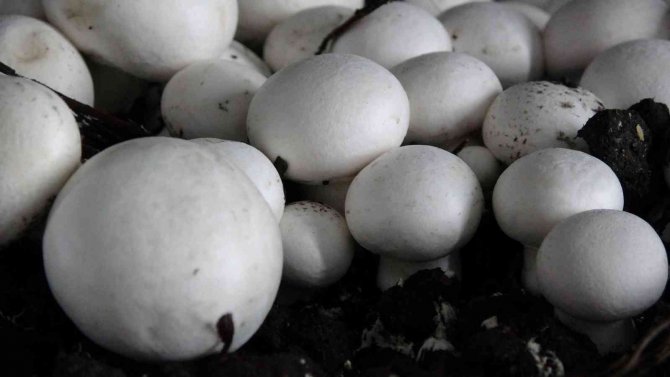 Van’da Kurulan Tesiste Yıllık Bin 500 Ton Mantar Üretiliyor
