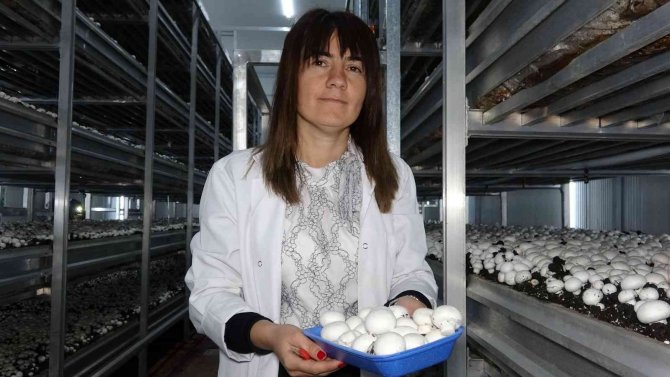 Van’da Kurulan Tesiste Yıllık Bin 500 Ton Mantar Üretiliyor