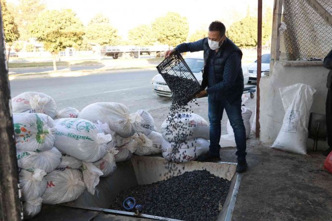 Maraş Zeytinyağında Hedef Avrupa