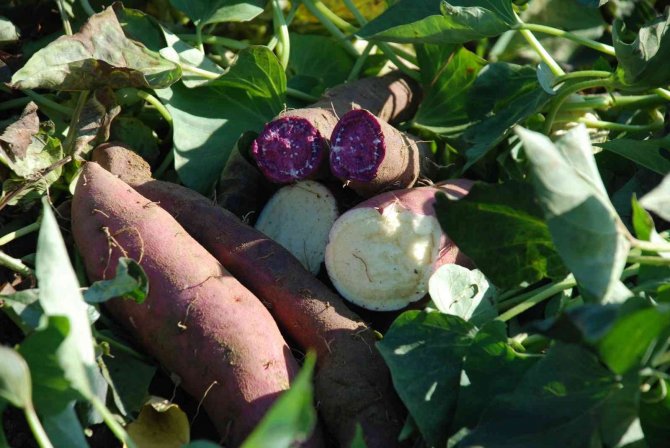 Renk Renk "Tatlı Patates"te Hasat Zamanı