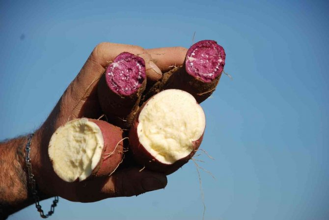 Renk Renk "Tatlı Patates"te Hasat Zamanı