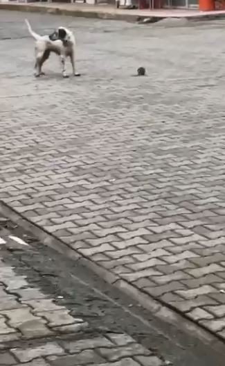 Köpeğin Fare İle Oyunu İzleyenleri Güldürdü