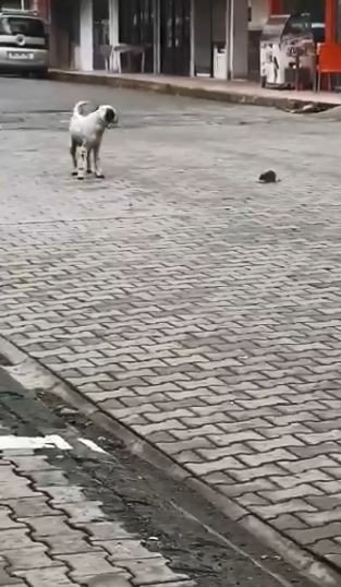 Köpeğin Fare İle Oyunu İzleyenleri Güldürdü