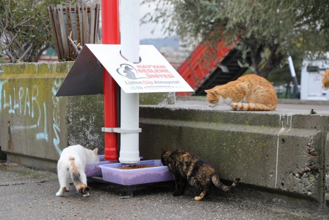 İ̇lkadım Belediyesi Sokak Hayvanları İçin Beslenme Ünitesi Üretimine Başladı