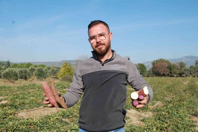Renk Renk "Tatlı Patates"te Hasat Zamanı