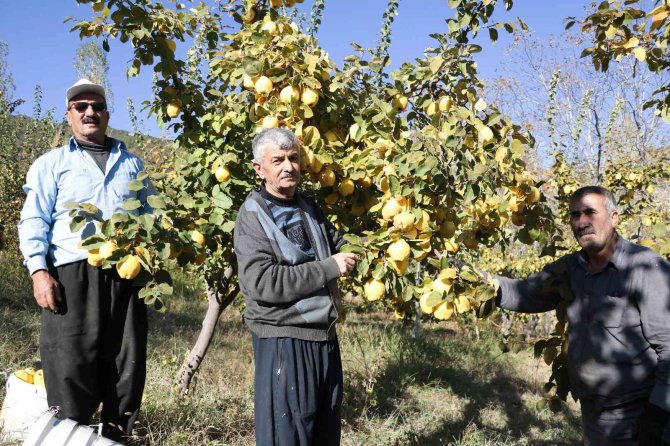 Kahramanmaraş’ta Ayva Hasadı Başladı