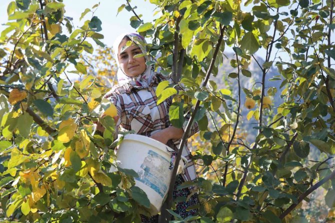 Kahramanmaraş’ta Ayva Hasadı Başladı