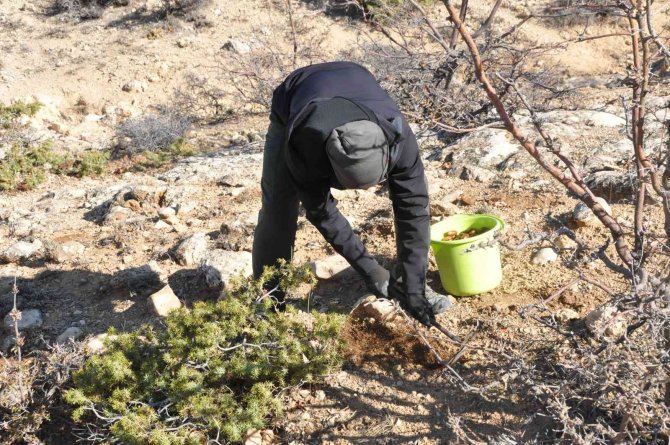 Karaman’da Araştırma Görevlisi 50 Bin Meşe Palamudunu Toprakla Buluşturacak