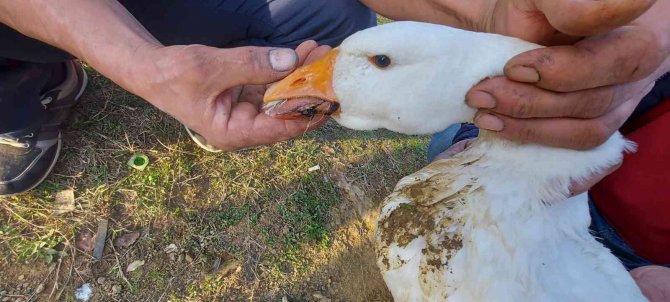 Gelişigüzel Atılan Misina Kancaları Kazın Diline Ve Sırtına Takıldı