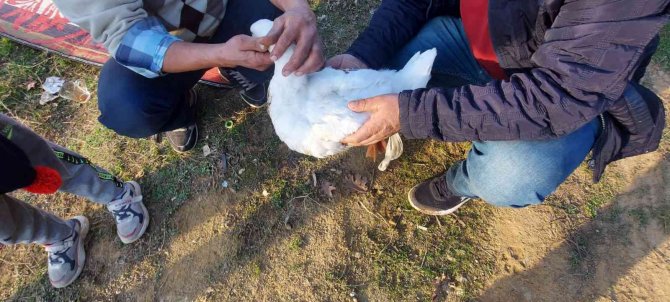 Gelişigüzel Atılan Misina Kancaları Kazın Diline Ve Sırtına Takıldı