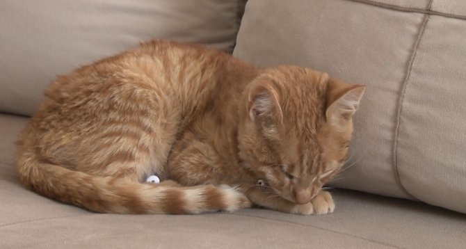 Bir Haftadır Serumla Beslenen 6 Aylık ‘Mimti’ Yardım Bekliyor