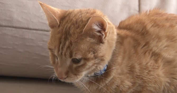 Bir Haftadır Serumla Beslenen 6 Aylık ‘Mimti’ Yardım Bekliyor