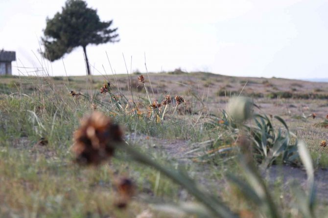 Bu Çiçeği Kopartmanın Cezası Dudak Uçuklatıyor