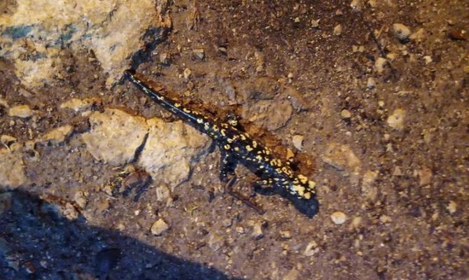 Siirt’te Nesli Tükenmekte Olan Sarı Benekli Semender Bulundu