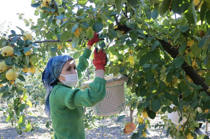 Kahramanmaraş’ta Ayva Hasadı Başladı