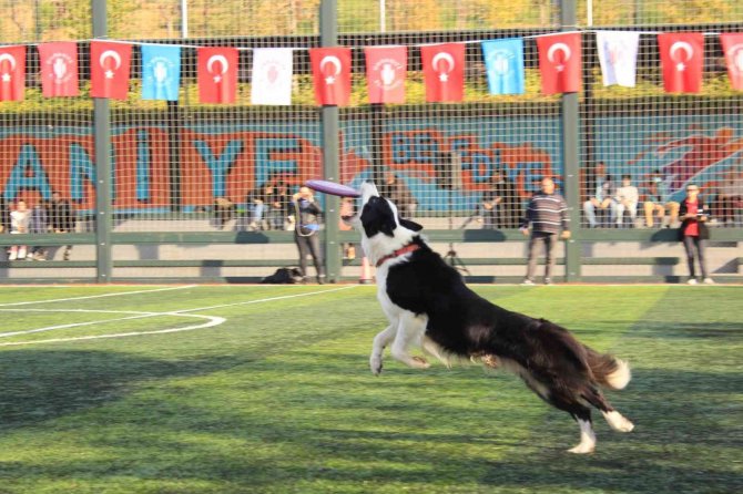 Ümraniye’de Düzenlenen “Köpekli Frizbi Yarışması” Renkli Görüntülere Sahne Oldu