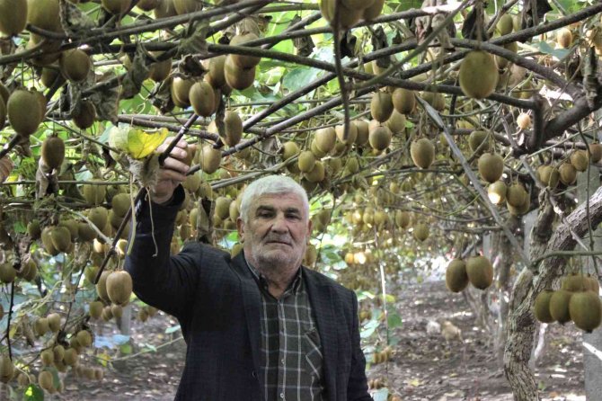 10 Dönüm Bahçeden 280 Bin Lira Kazandı