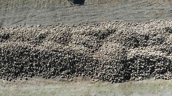 Pancarda Sulama Maliyetleri Arttı