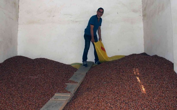 Üreticiye Fındık Satışı İçin Tmo Tavsiyesi