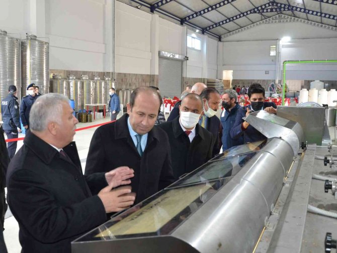 Tekirdağ’da Zeytin Hasadı
