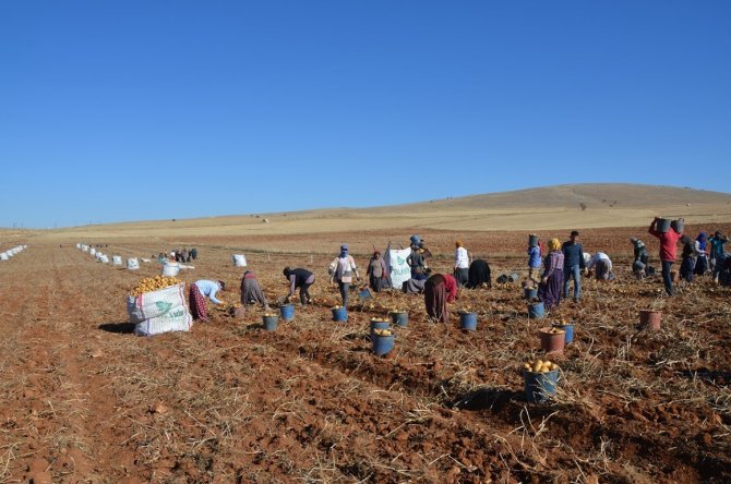 Kayısı Diyarında Patates Hasadı Tamamlanmak Üzere