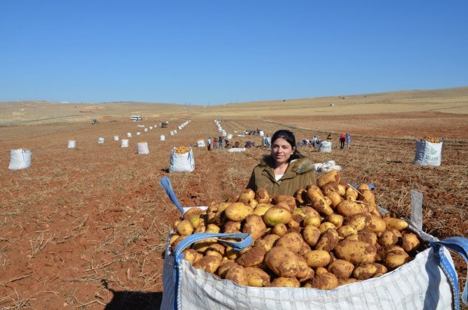 Kayısı Diyarında Patates Hasadı Tamamlanmak Üzere
