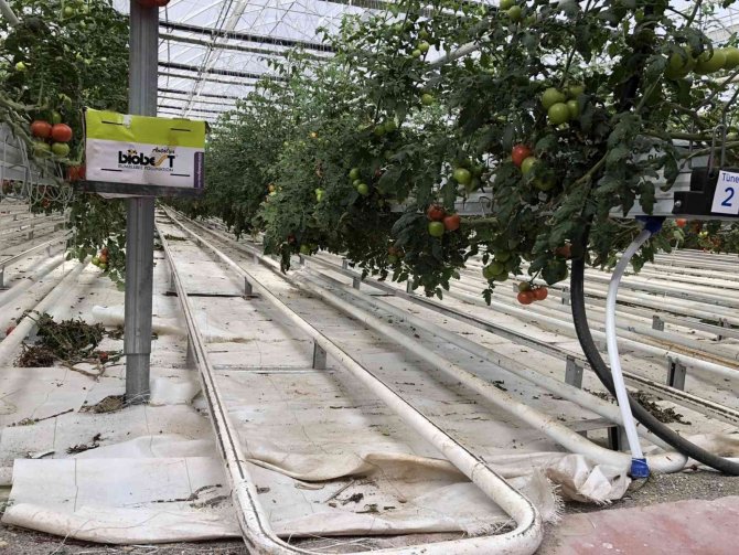 Nevü Öğrencileri Saha Çalışmalarına Devam Ediyor