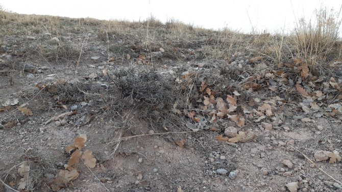 Dağlardan Toplanan Kekik Şifa Olmaya Devam Ediyor