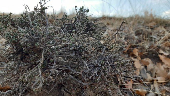 Dağlardan Toplanan Kekik Şifa Olmaya Devam Ediyor