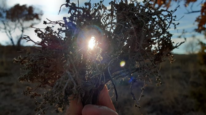 Dağlardan Toplanan Kekik Şifa Olmaya Devam Ediyor