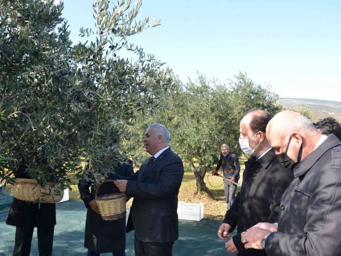 Tekirdağ’da Zeytin Hasadı