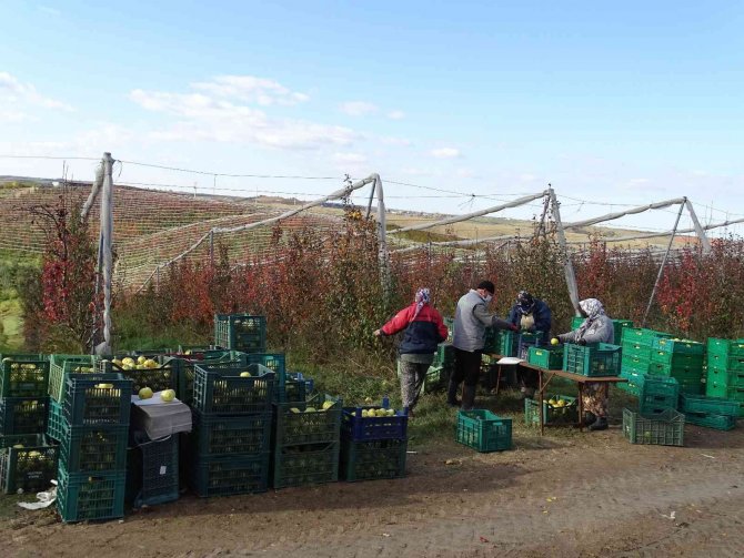 Tekirdağ’da Armut Hasadı