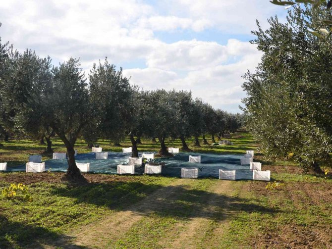 Tekirdağ’da Zeytin Hasadı
