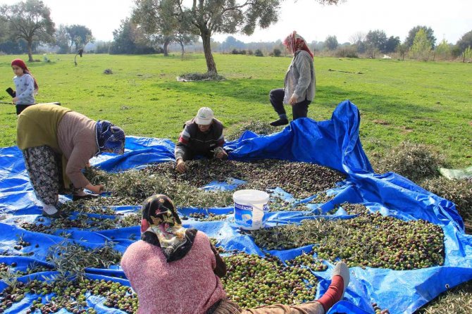 Aydın’da Zeytin Hasat Sezonu Başladı