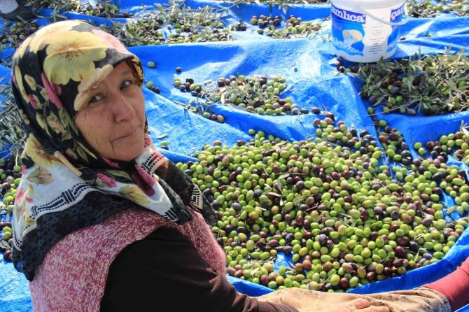 Aydın’da Zeytin Hasat Sezonu Başladı