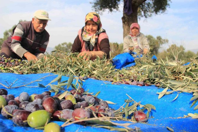 Aydın’da Zeytin Hasat Sezonu Başladı