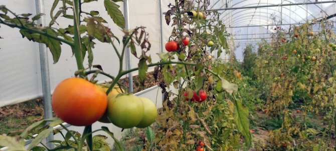 Devlet Desteğiyle Kurduğu Serada Dönüm Başına 15 Ton Domates Üretiyor