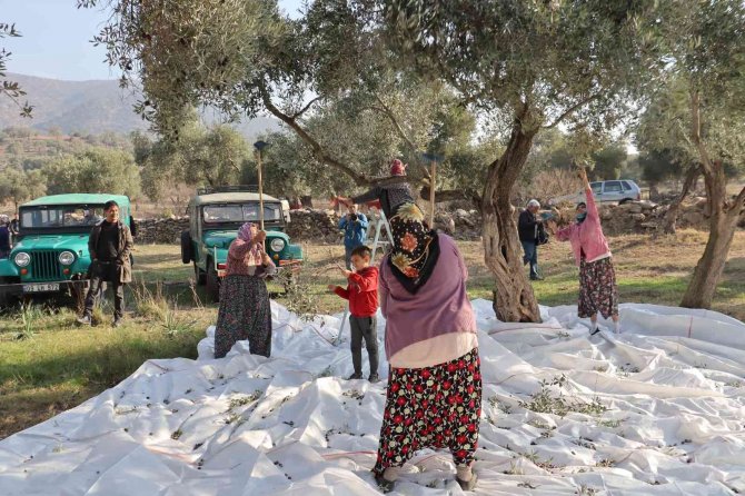 Çine’de ’Zeytin Ve Zeytinyağı Festivali’ Coşkuyla Başladı