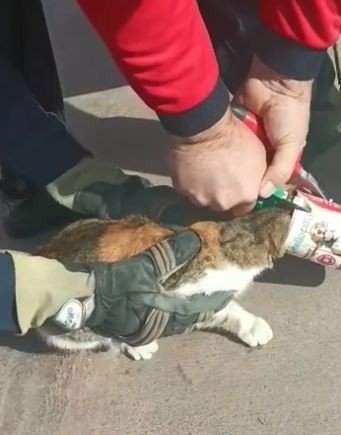 Kafasına Konserve Kutusu Sıkışan Kediyi İtfaiye Kurtardı