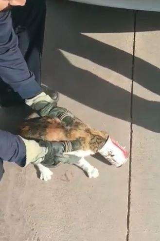 Kafasına Konserve Kutusu Sıkışan Kediyi İtfaiye Kurtardı