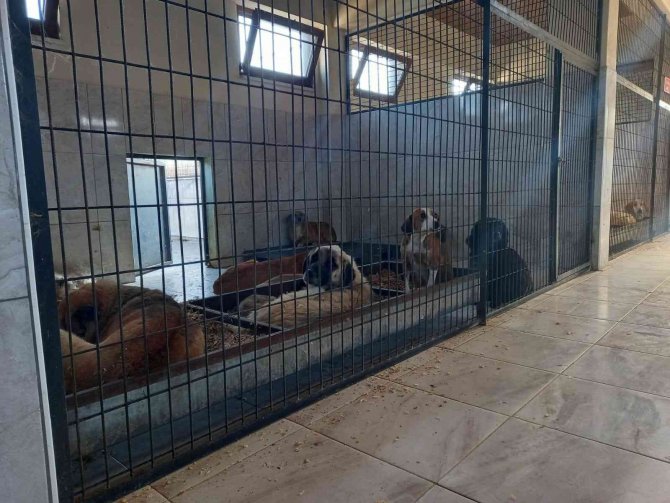 Son 3 Ayda 429 Sokak Köpeği Tedavi Edildi