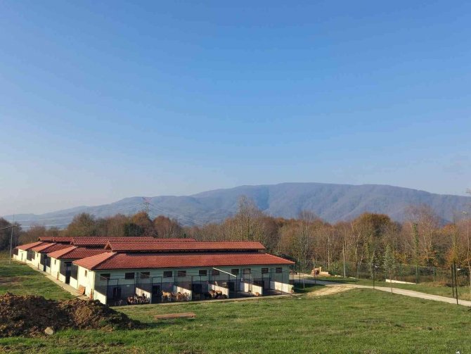 Son 3 Ayda 429 Sokak Köpeği Tedavi Edildi