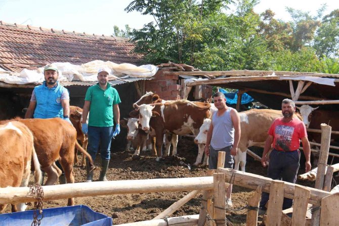 Hayvan Hastalıkları İle Mücadele Sürüyor